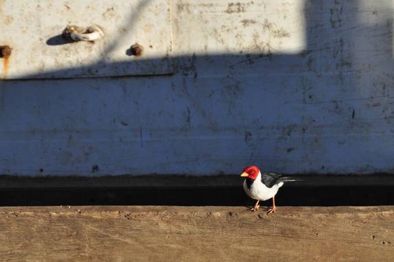 Um lindo pássaro nos observa em Porto Jofre, no final da rodovia Transpantaneira, no  Mato Grosso